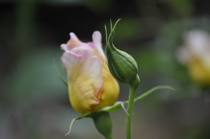 _DSC0304 - VARA 2021