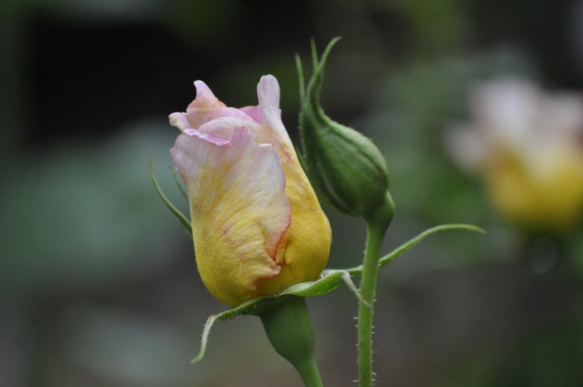 _DSC0305 - VARA 2021