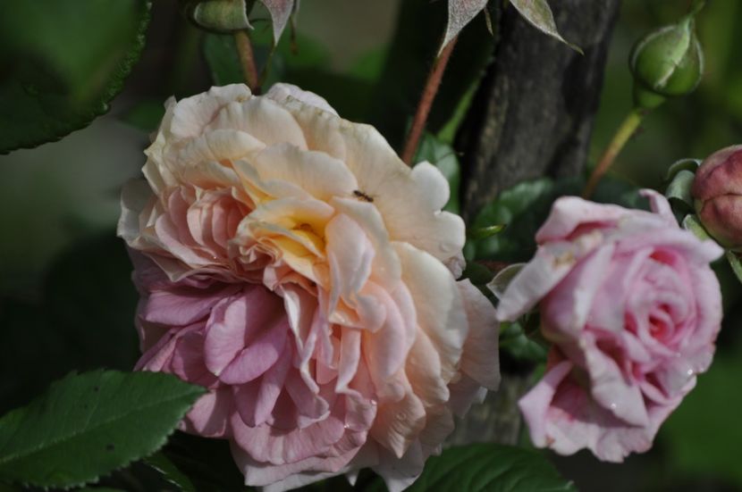 _DSC0308 - VARA 2021