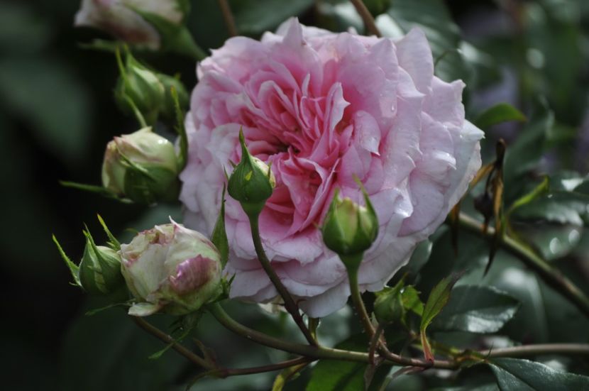 _DSC0309 - VARA 2021