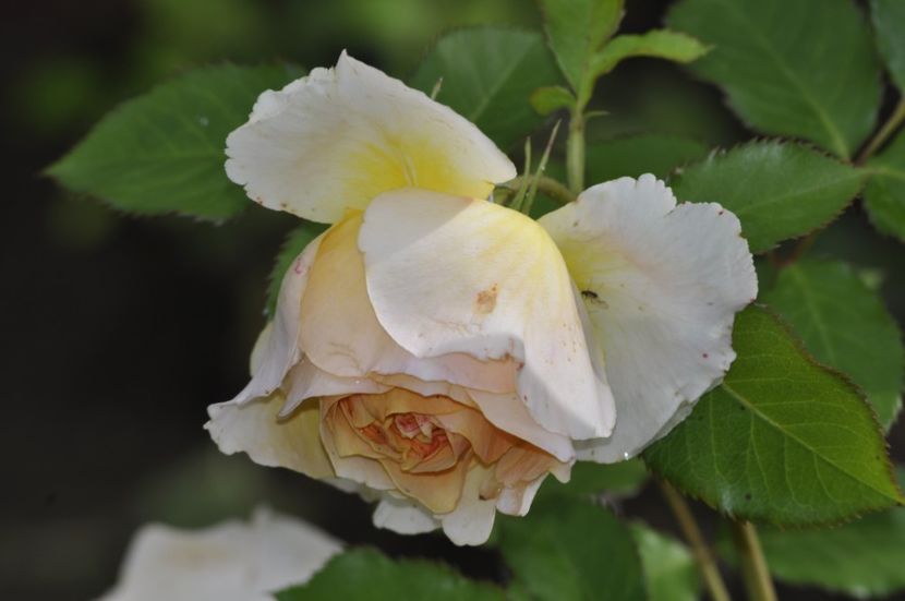 _DSC0310 - VARA 2021