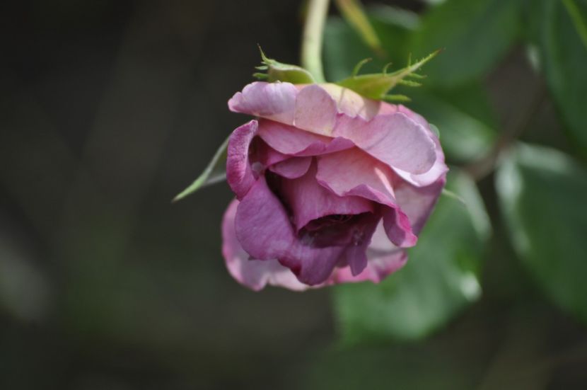 _DSC0311 - VARA 2021