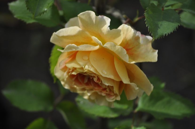 _DSC0316 - VARA 2021