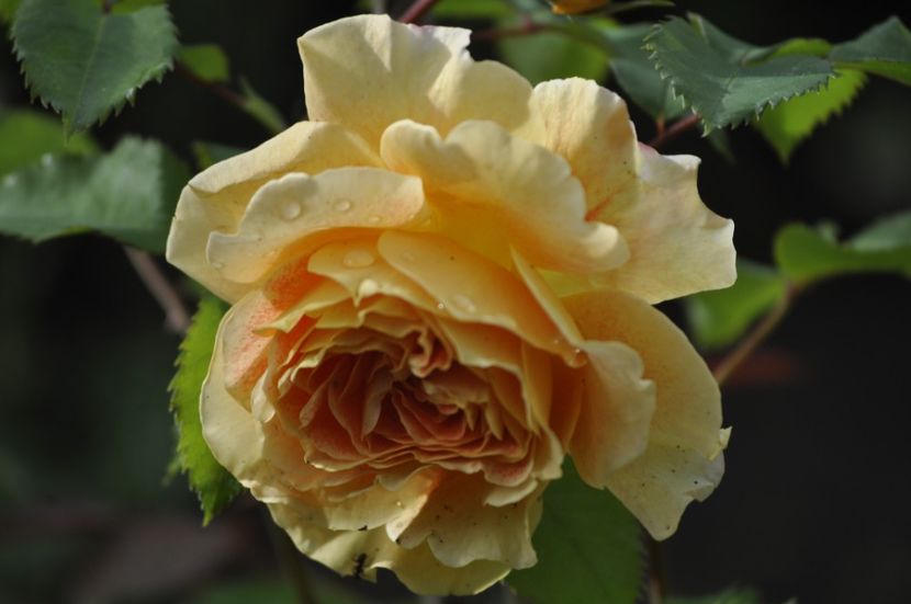 _DSC0318 - VARA 2021