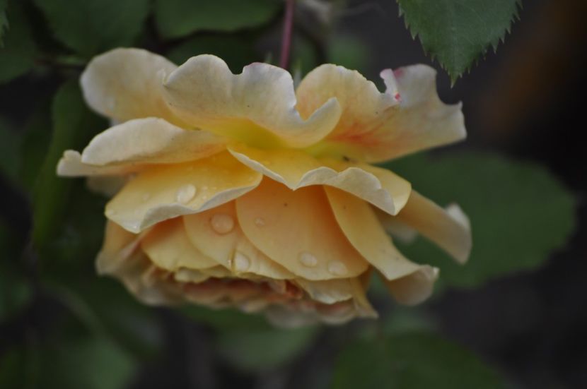 _DSC0320 - VARA 2021