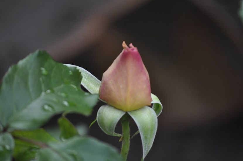 _DSC0322 - VARA 2021