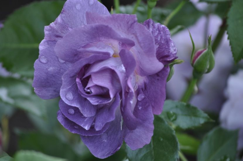 _DSC0324 - VARA 2021