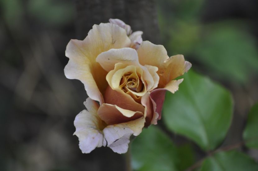 _DSC0327 - VARA 2021