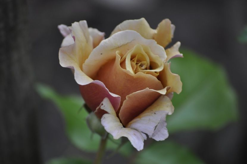 _DSC0328 - VARA 2021