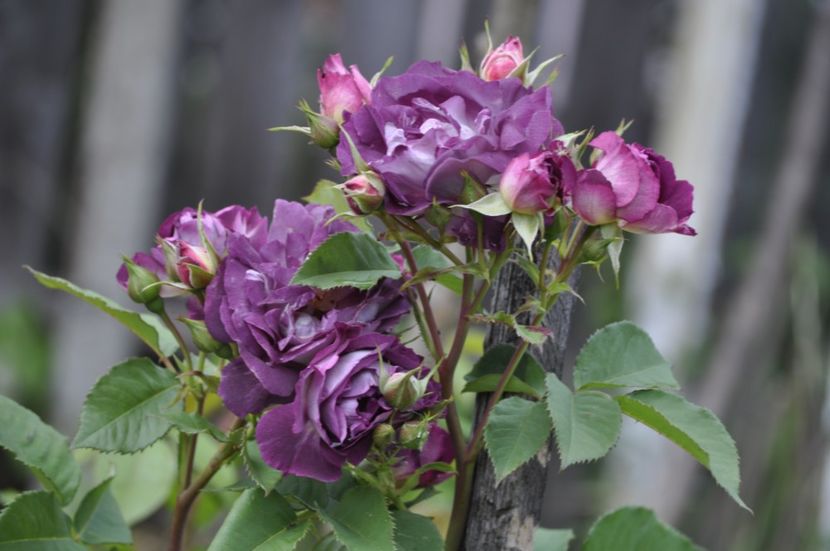 _DSC0346 - VARA 2021