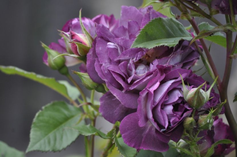 _DSC0348 - VARA 2021