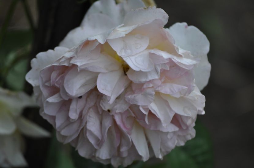 _DSC0353 - VARA 2021