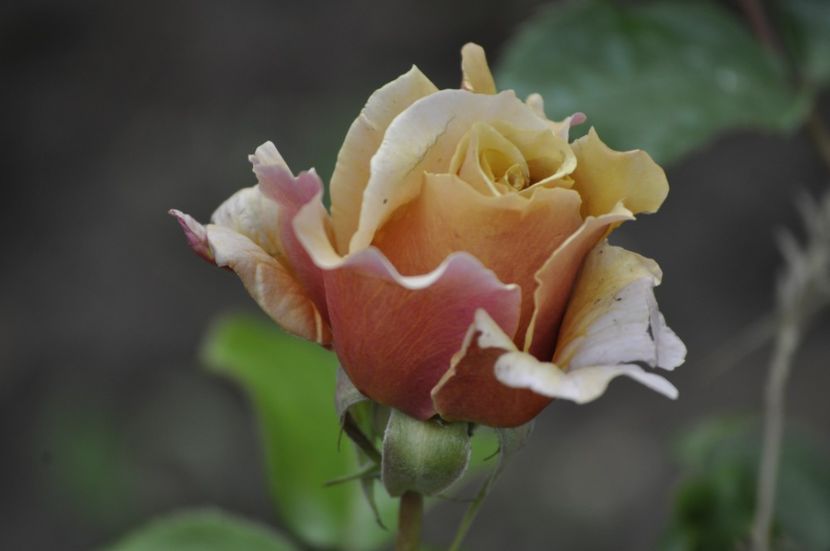 _DSC0354 - VARA 2021