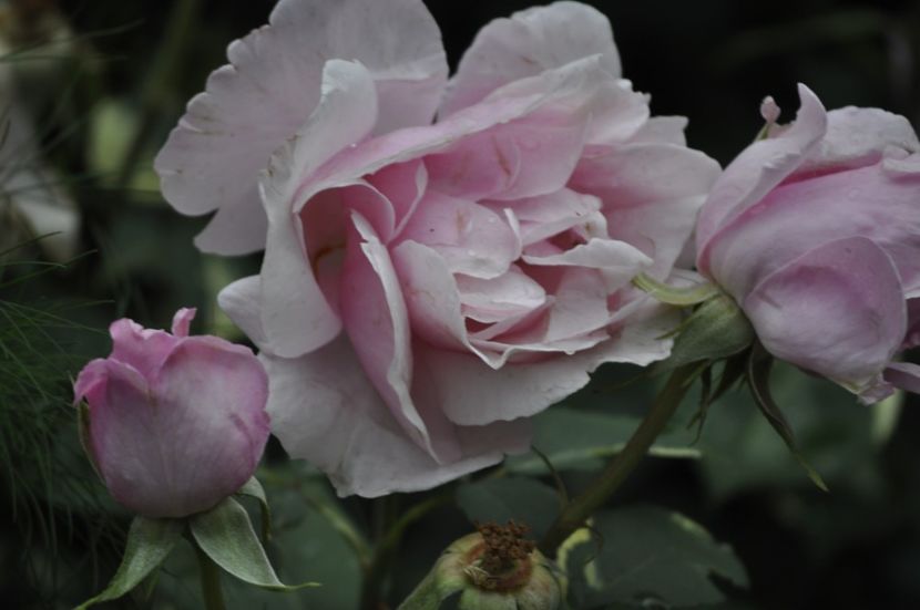 _DSC0358 - VARA 2021