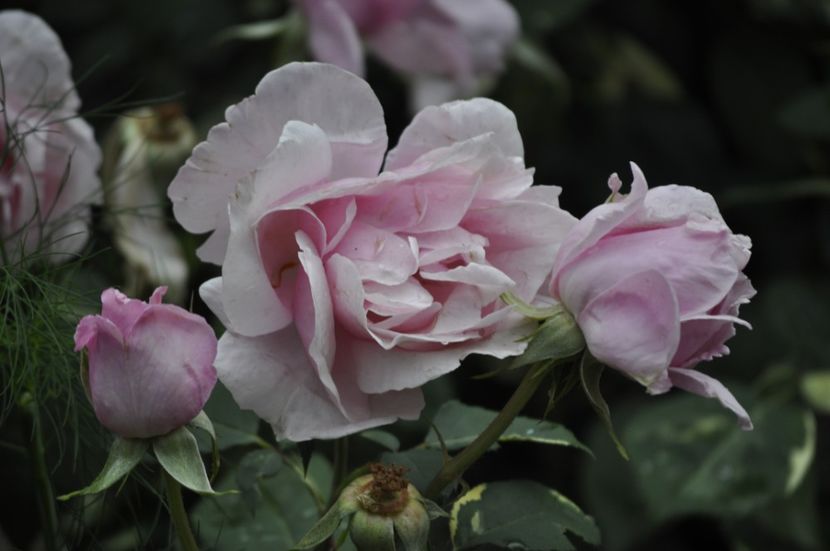 _DSC0359 - VARA 2021