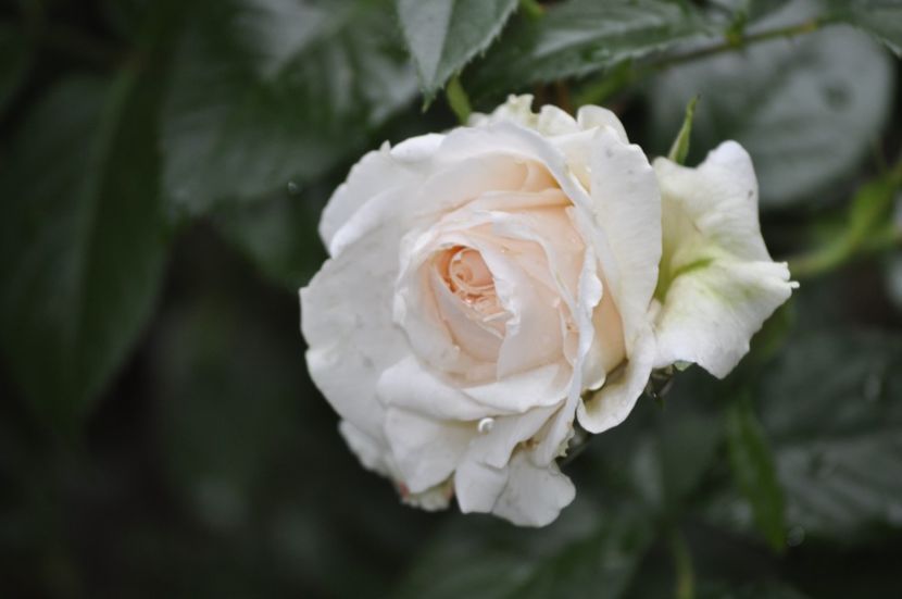 _DSC0360 - VARA 2021