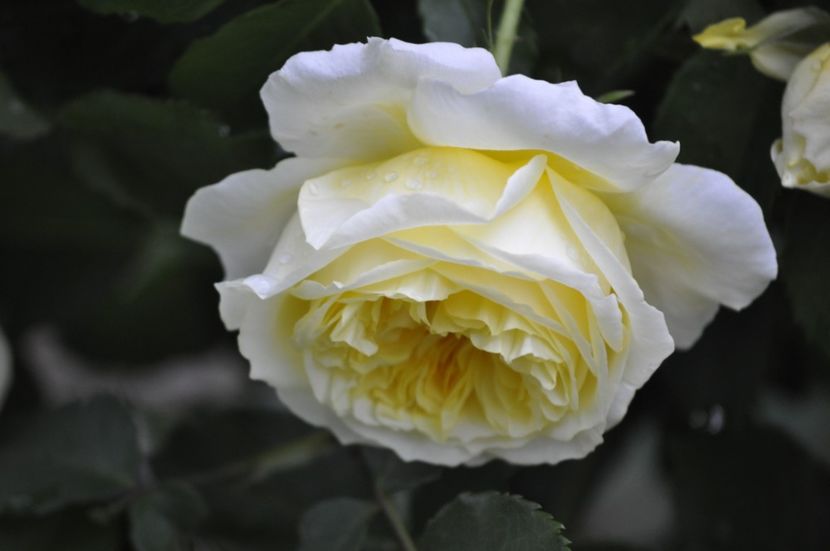 _DSC0362 - VARA 2021