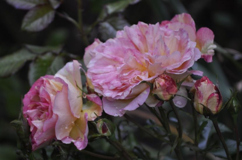 _DSC0363 - VARA 2021