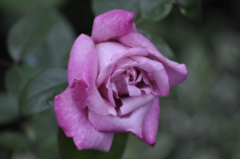 _DSC0364 - VARA 2021