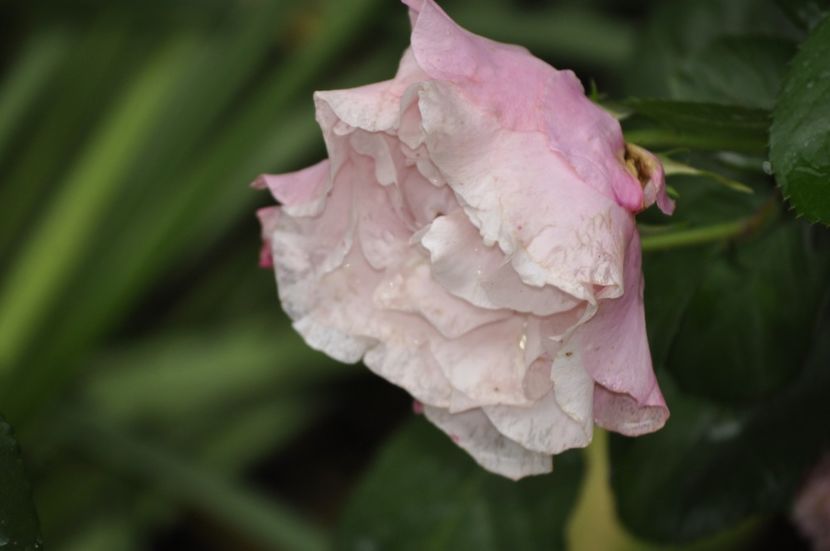 _DSC0365 - VARA 2021