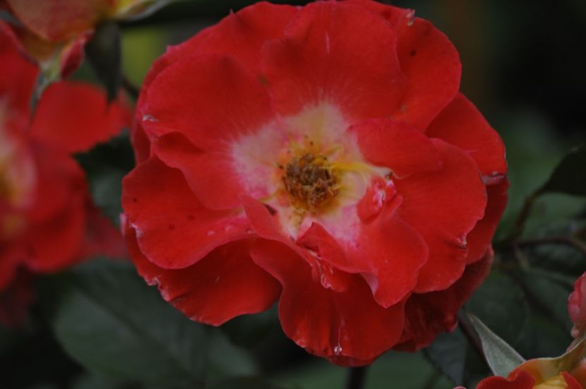 _DSC0368 - VARA 2021