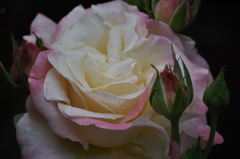 _DSC0370 - VARA 2021