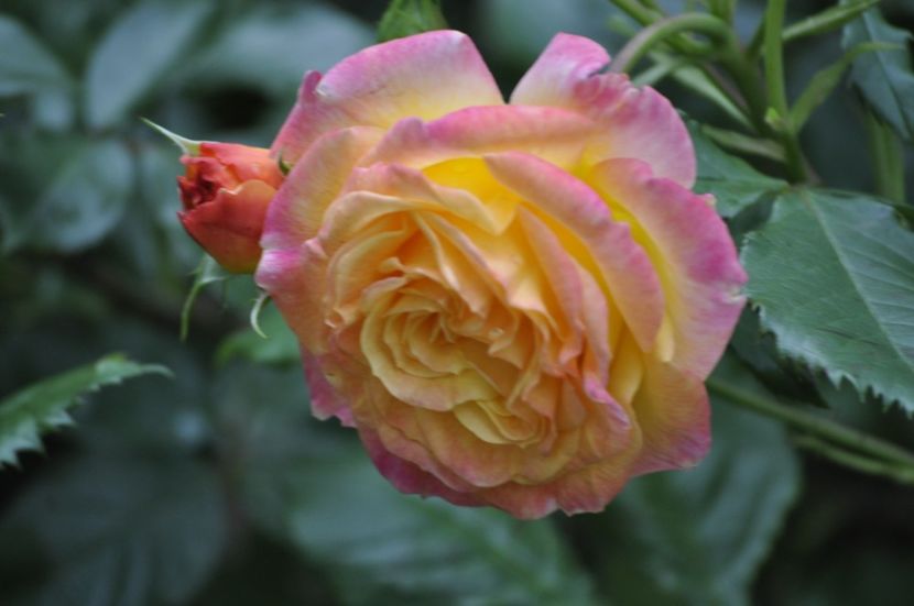 _DSC0371 - VARA 2021