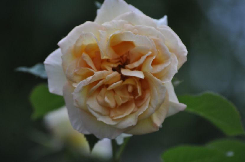 _DSC0372 - VARA 2021