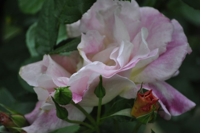 _DSC0374 - VARA 2021