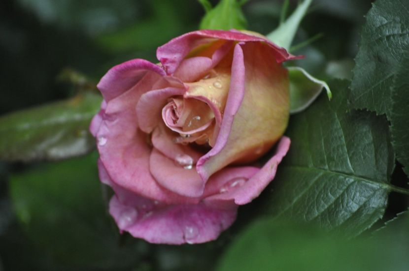 _DSC0375 - VARA 2021