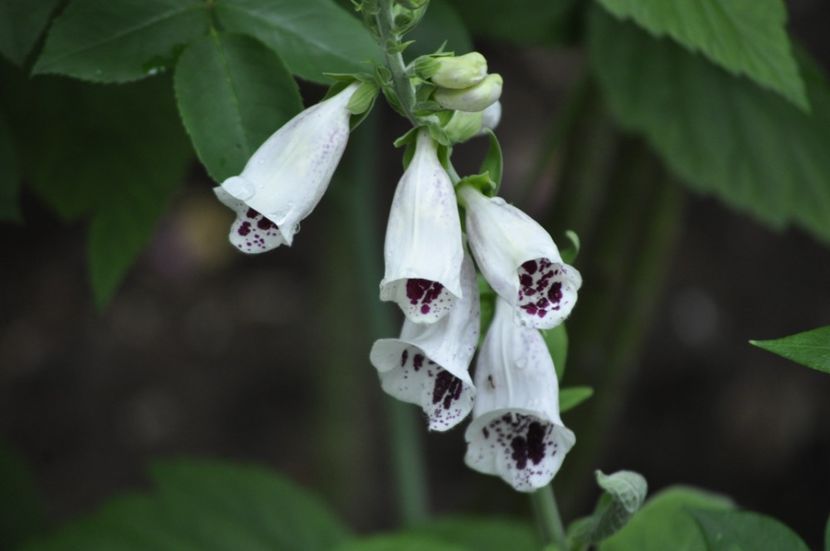 _DSC0384 - VARA 2021