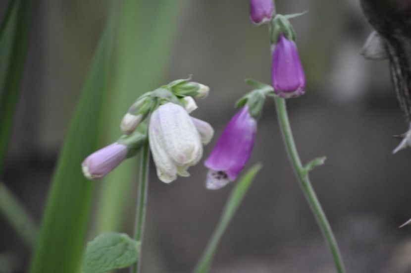 _DSC0388 - VARA 2021