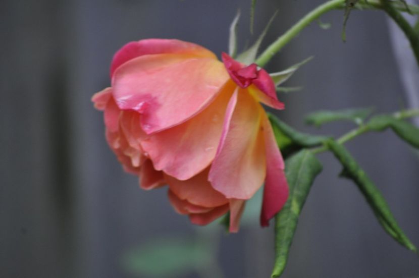 _DSC0391 - VARA 2021