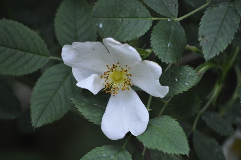 _DSC0393 - VARA 2021