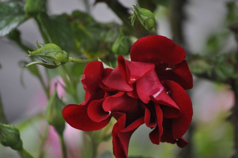 _DSC0395 - VARA 2021