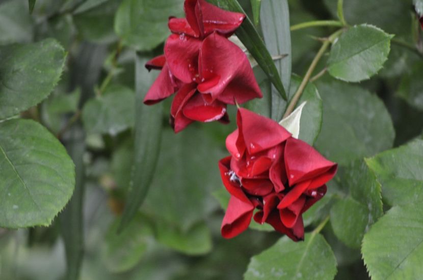 _DSC0397 - VARA 2021