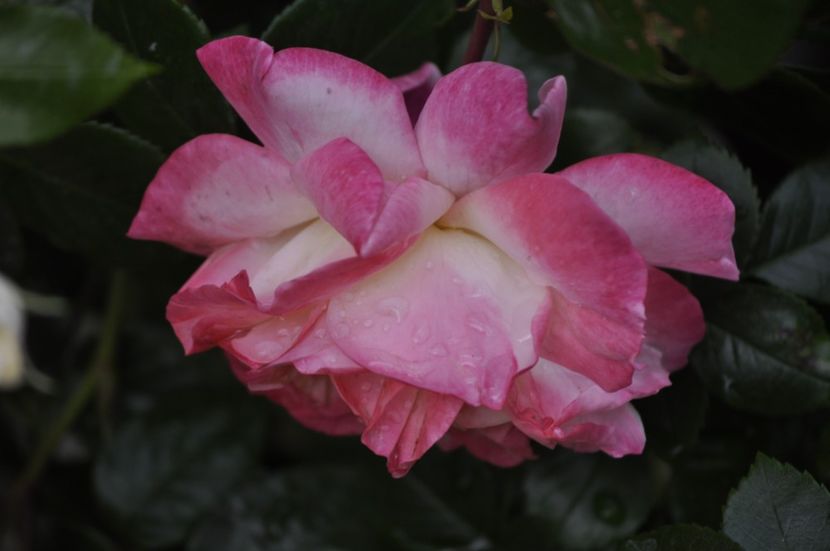 _DSC0402 - VARA 2021