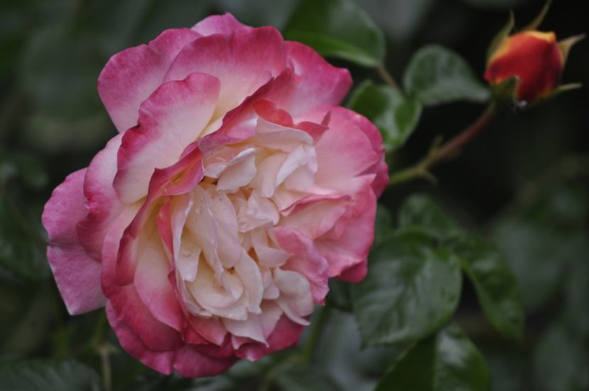 _DSC0403 - VARA 2021