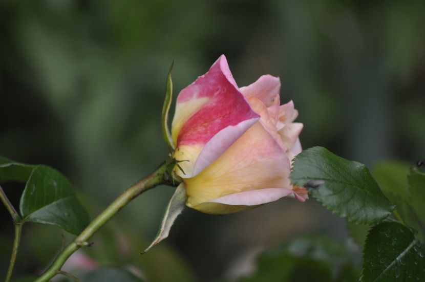 _DSC0406 - VARA 2021