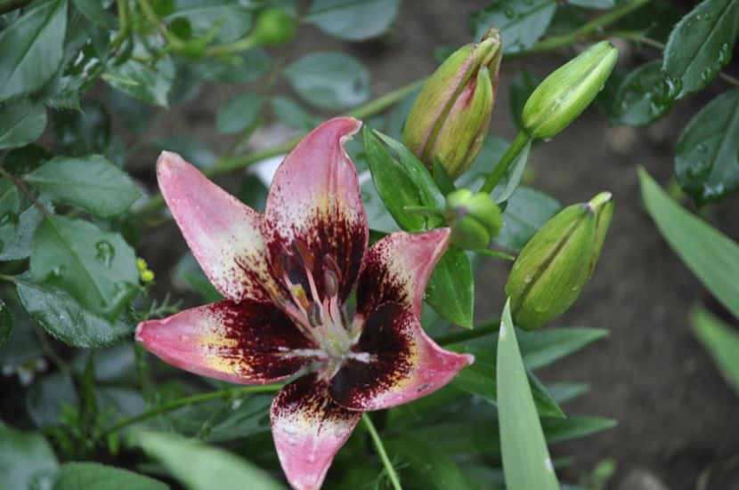 _DSC0410 - VARA 2021