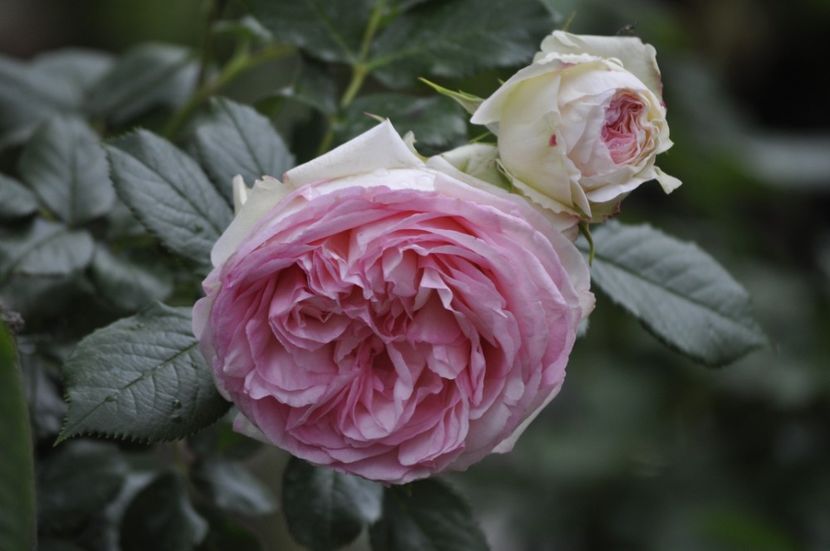 _DSC0411 - VARA 2021