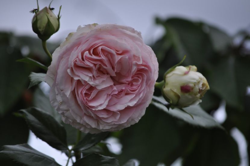 _DSC0413 - VARA 2021