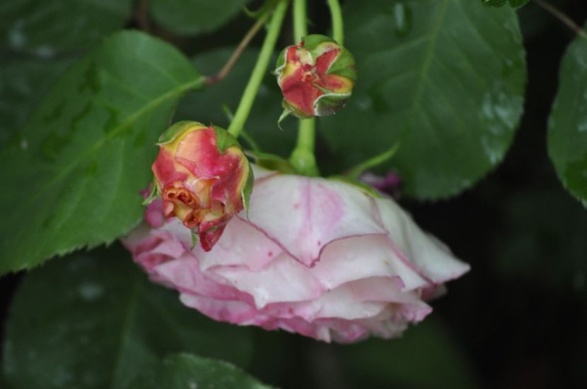 _DSC0419 - VARA 2021