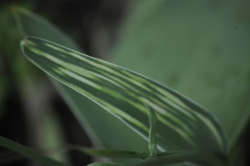 _DSC0424 - VARA 2021
