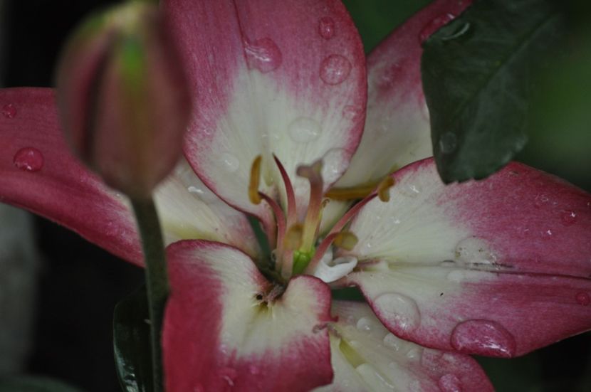 _DSC0425 - VARA 2021