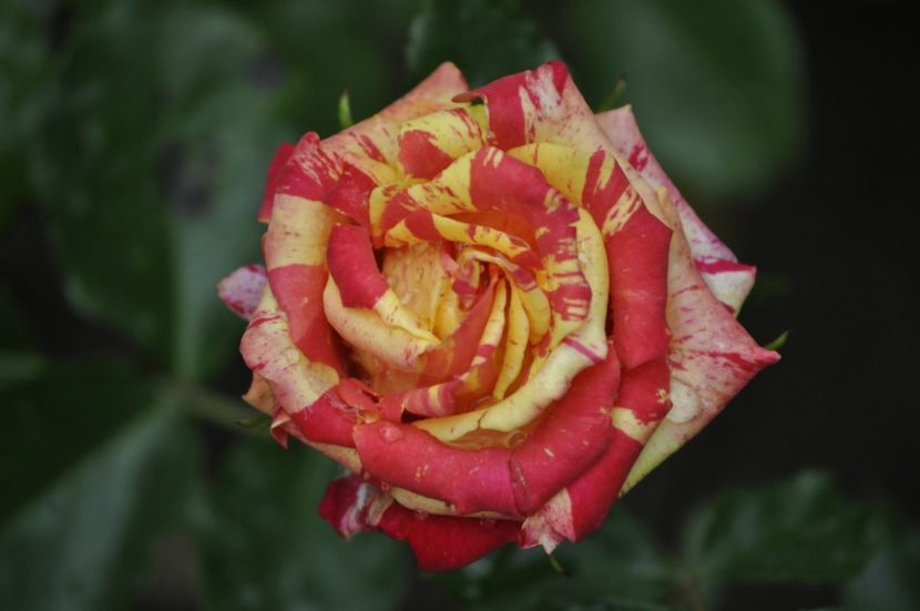 _DSC0427 - VARA 2021