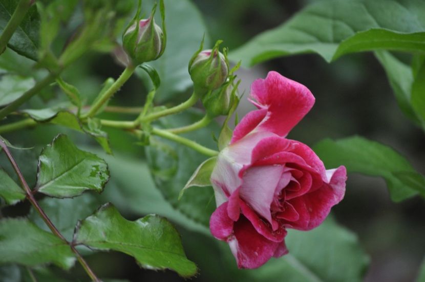 _DSC0428 - VARA 2021