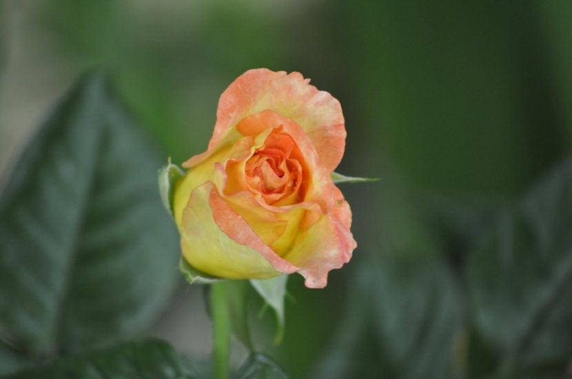 _DSC0430 - VARA 2021
