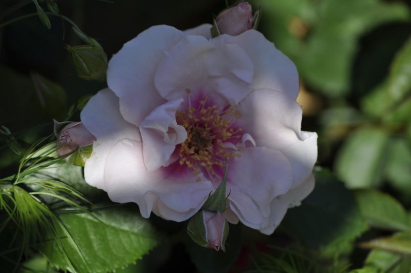 _DSC0005 - VARA 2021
