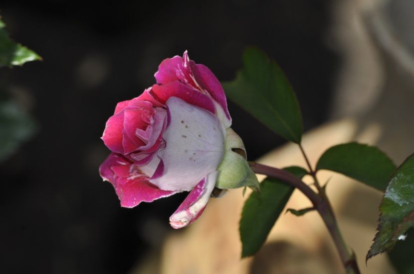 _DSC0006 - VARA 2021